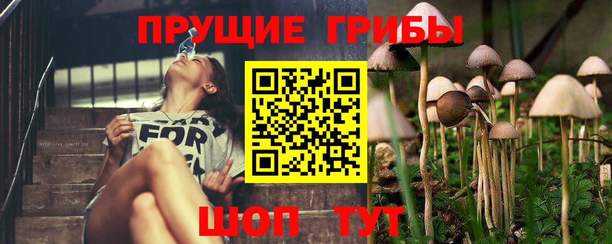 Галлюциногенные грибы Psilocybe  Галлюциногенные грибы прущие грибы  Великие Луки  Вход с VPN 